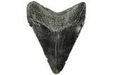 Serrated, Juvenile Megalodon Tooth - South Carolina #312109-1